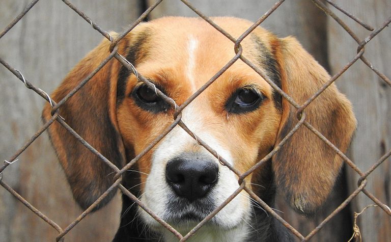 Libera advierte que unos 2.000 animales regalados en Navidad serán abandonados antes de abril del 2020