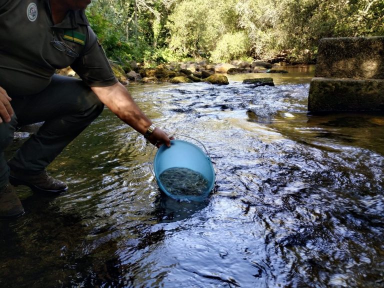 Cientos de truchas mueren en el río Magdalena, en Vilalba, con un vertido de la depuradora como posible causa