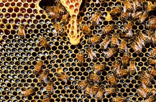 Convocadas las ayudas para la mejora de la producción y la comercialización de productos de apicultura