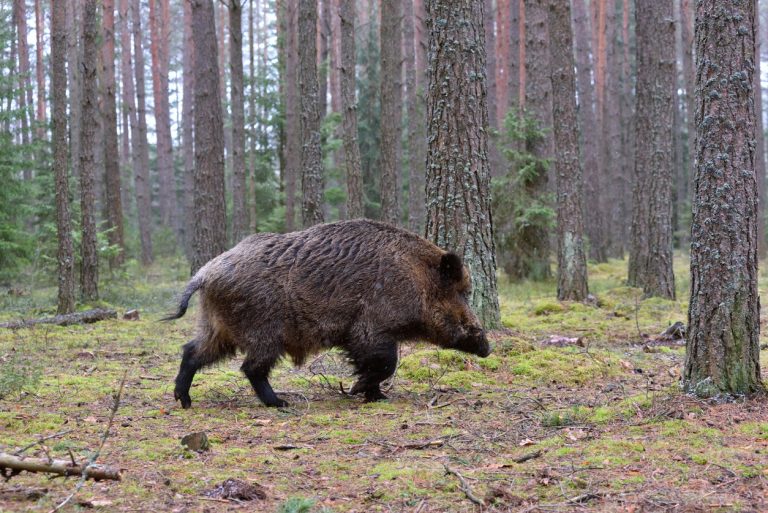 Rural.- La Xunta autorizará las modalidades de ‘en mano’ y ‘al salto’ en la caza mayor de jabalíes