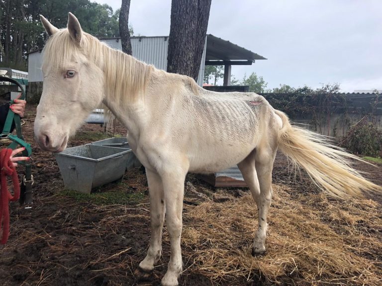Animalistas denuncian el hallazgo de dos caballos muertos y otro desnutrido en una finca de Meis (Pontevedra)
