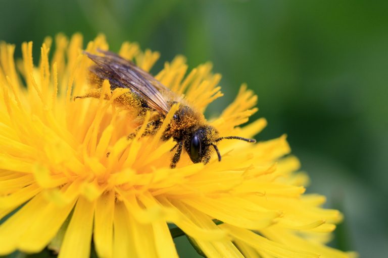 Rural.- La Eurocámara exige proteger a las abejas de la exposición a los pesticidas