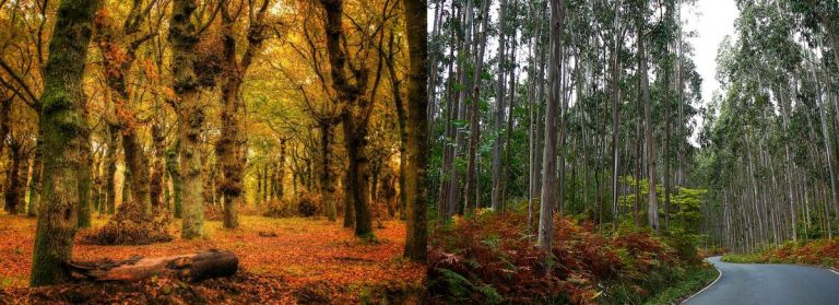 Científicos avisan de que Galicia necesita más bosques autóctonos y menos eucalipto para evitar la pérdida de biodiversidad