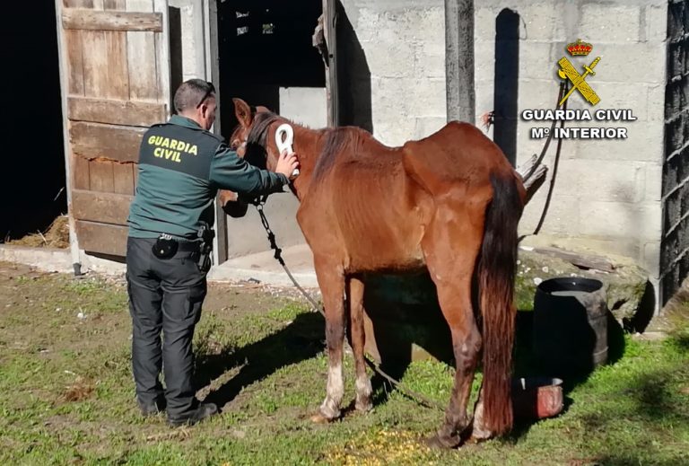 Denunciado un vecino por la «desnutrición y falta de cuidados» de una yegua en Silleda (Pontevedra)