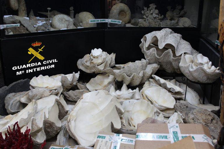 Intervenidos en un establecimiento de Vigo más de un millar de fósiles y especies protegidas