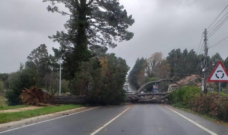 La caída de árboles, de cascotes y antenas, principales incidencias en Coruña y su área debido al temporal