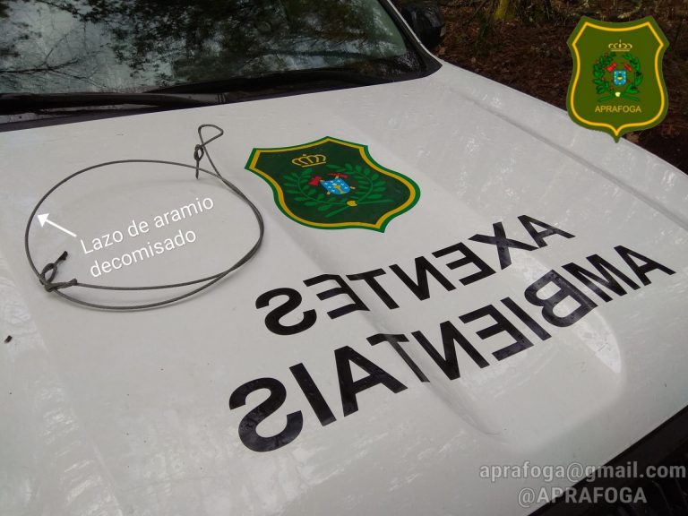 Sorprenden a un hombre en A Estrada (Pontevedra) cuando colocaba un lazo prohibido para capturar fauna silvestre