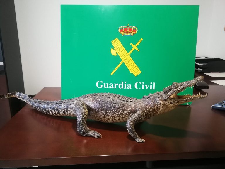 La Guardia Civil impide la venta por Internet de un cocodrilo disecado en manos de un vecino de Arteixo