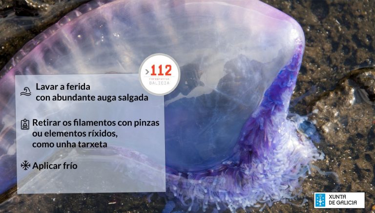 Llegan a Galicia las peligrosas medusas carabelas portuguesas