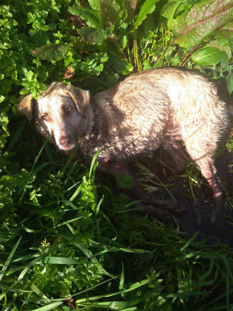 Muere la perra a la que un cazador golpeó y disparó en Chantada