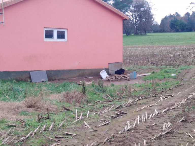 Aminalistas denuncian ante la Xunta el caso de un perro encadenado con «dos metros de cadena» en Trazo (A Coruña)