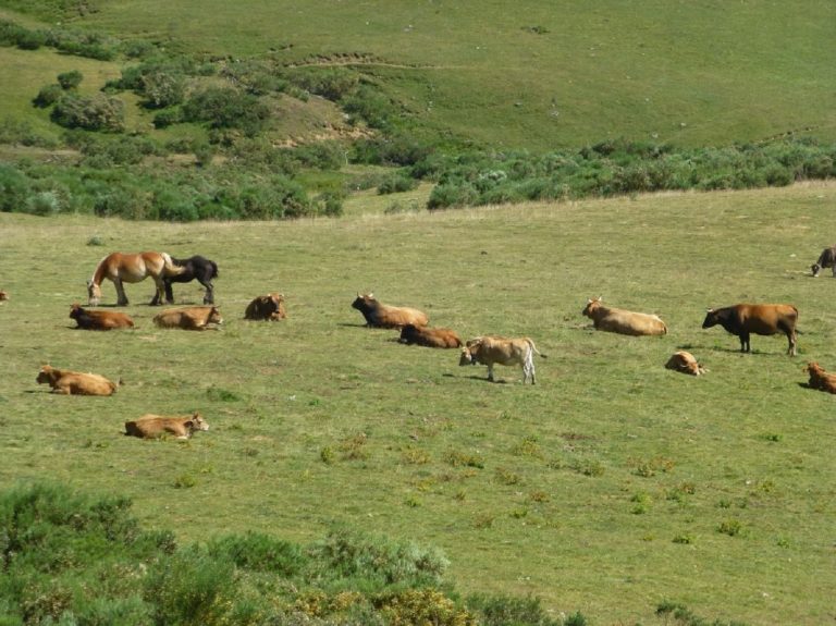 Vacas y caballos salvajes, fundamentales para mantener los ecosistemas en la montaña
