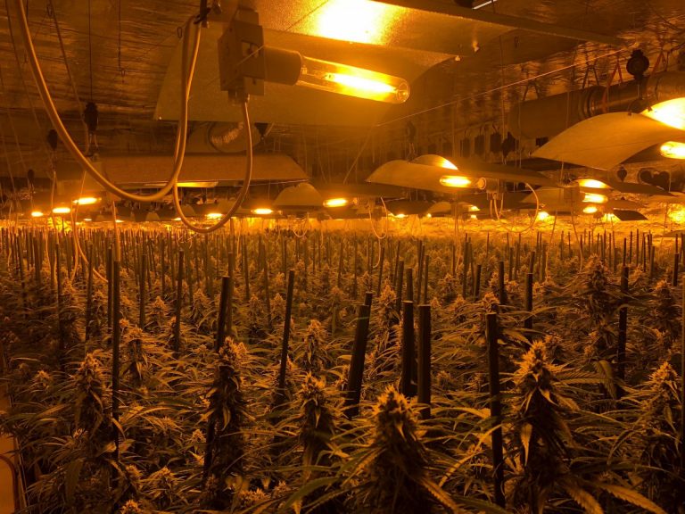 Un fraude en el consumo eléctrico destapa un invernadero con 1.000 plantas de marihuana en Barreiros (Lugo)