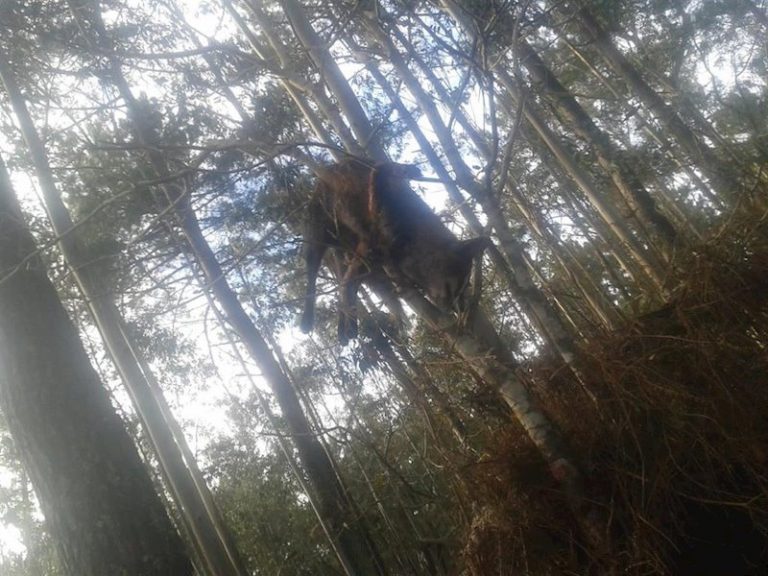 Animalistas denuncian la presencia de un zorro «tiroteado» en un árbol en Ponteceso
