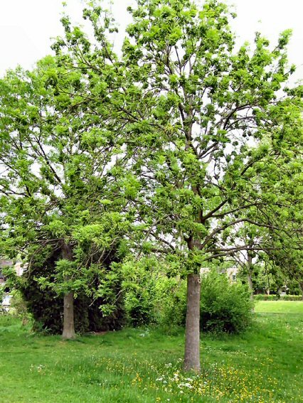 Someten a información pública la incorporación de nuevos ejemplares al  catálogo de árboles singulares de Galicia