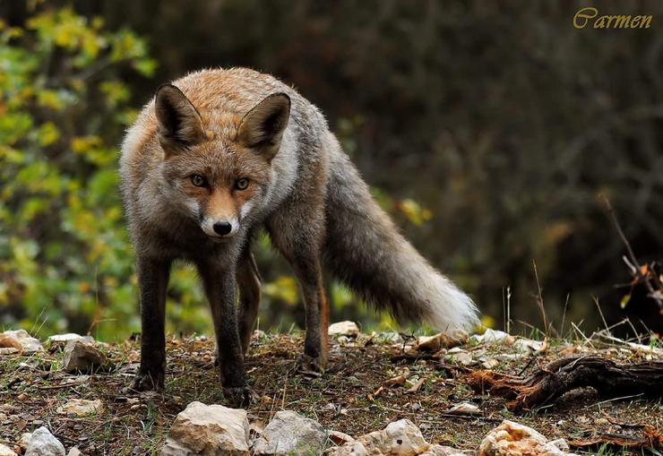 Animalistas recogen 62.000 firmas contra la caza de zorros que comienza este sábado