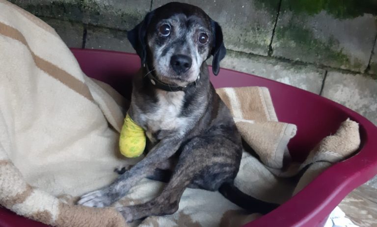 Investigado un vecino de Moaña (Pontevedra) por maltrato animal acusado de amputarle una pata a su perro