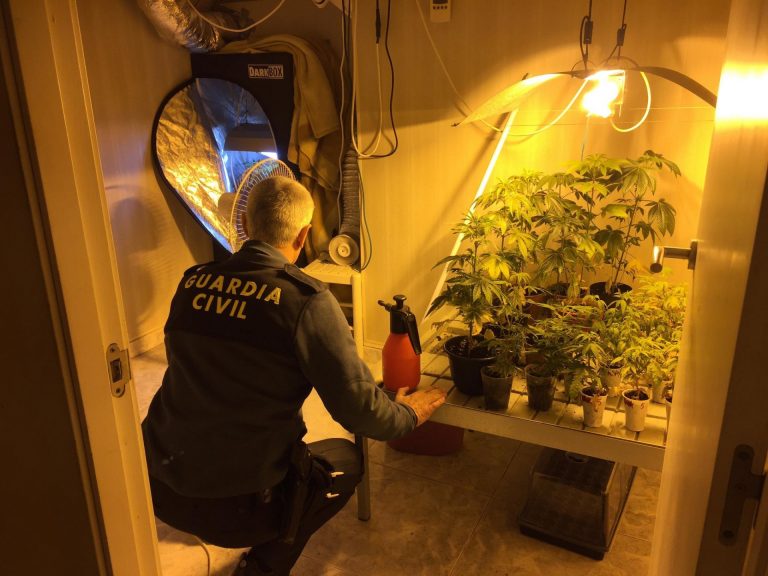 Detenido un vecino de Moaña (Pontevedra) con antecedentes tras localizarse 25 plantas de marihuana en una vivienda