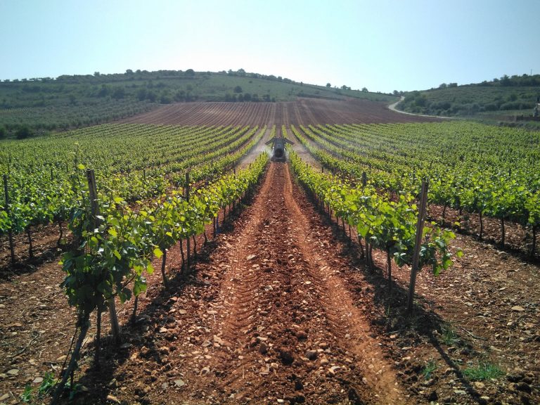 UU.AA. pide a la Xunta un estudio de costes productivos de la viticultura para garantizar precios «justos»
