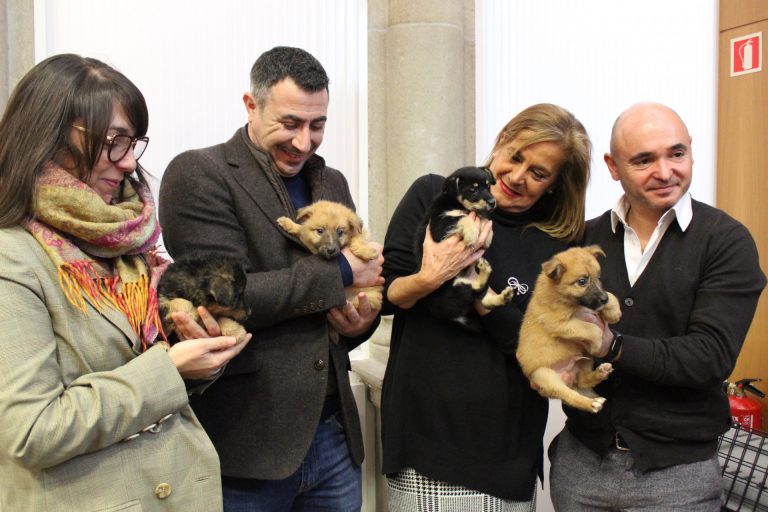 La perrera provincial de la Diputación de Pontevedra logró en 2019 la cifra récord de 466 adopciones