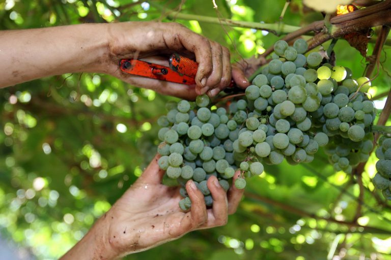 UU.AA. pide a Xunta y Ministerio un plan de recuperación adaptado al sector del vino