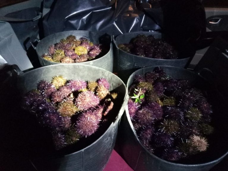 La Policía Autonómica interviene 80 kilos de erizos transportados en un vehículo en Vigo