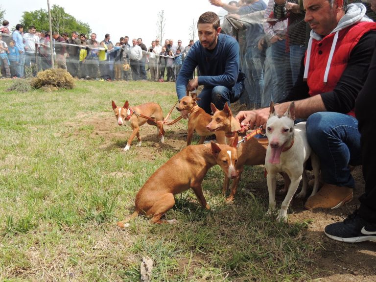 Animalistas reúnen más de 200.000 firmas contra la caza de zorros con perros en Galicia