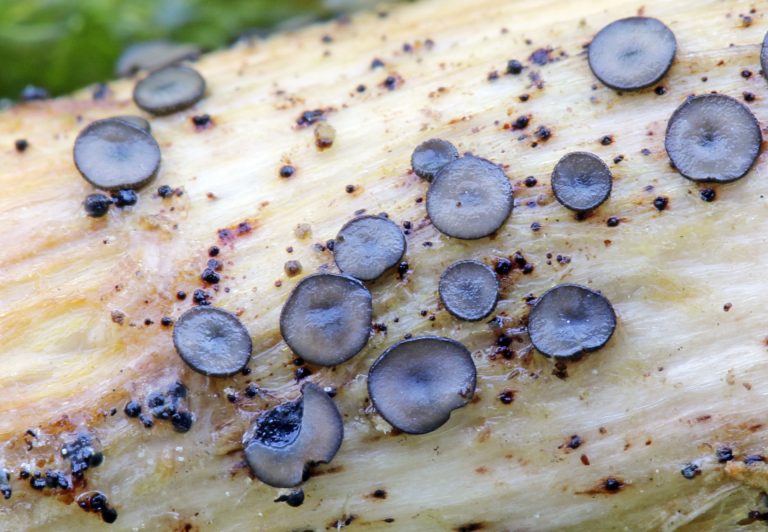 Halladas dos nuevas especies de hongos en la Illa de Cortegada