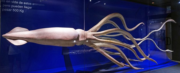 La Universidad de Vigo, única institución española en un equipo de investigadores que logra secuenciar el genoma del calamar gigante