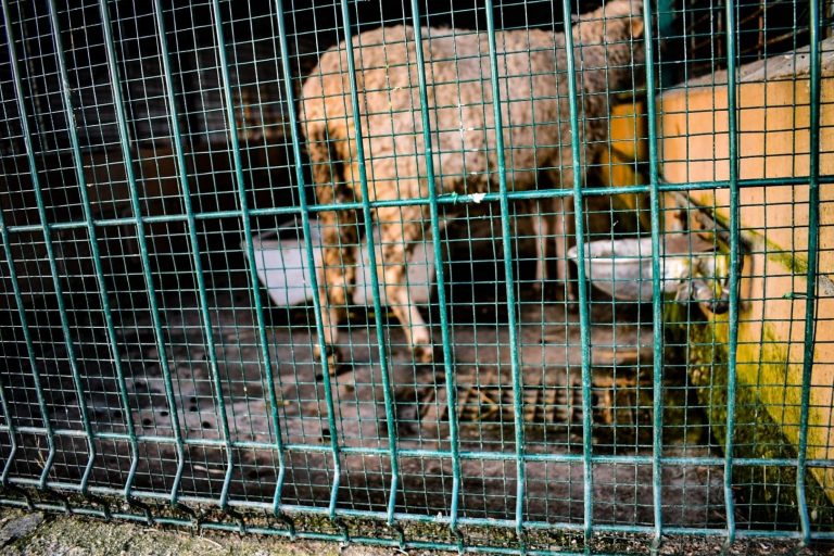 Animalistas critican el estado de un «pseudozoo» en Salvaterra (Pontevedra) donde los animales «conviven con sus heces»