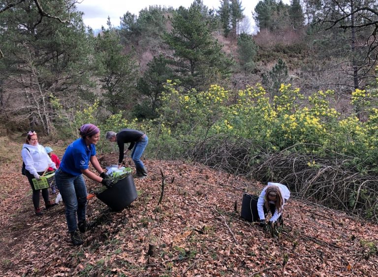 Voluntarios de Abanca controlan la presencia de mimosas en el área recreativa Sete Muiños de Guitiriz (Lugo)
