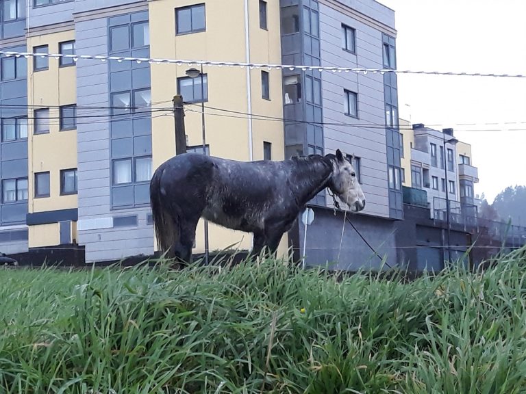 Denuncian cuatro casos de maltrato a caballos en la provincia de A Coruña