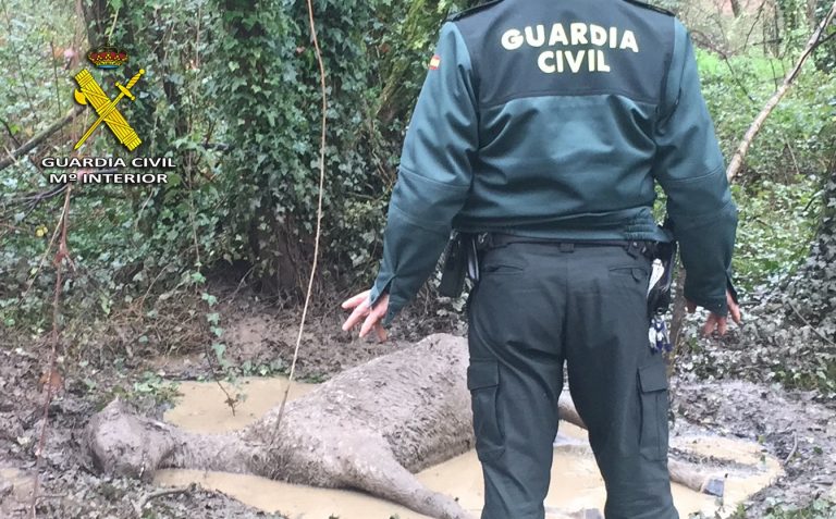 La Guardia Civil investiga al propietario de un caballo fallecido en Mos (Pontevedra) por un delito de maltrato animal