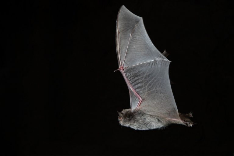 Endesa protegerá murciélagos de siete especies amenazadas que viven en sus instalaciones de Eume y Sil