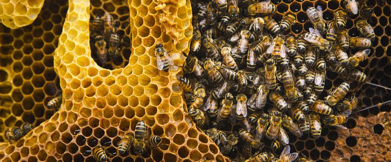Las abejas en peligro, los purines y los desbroces masivos están reduciendo su población en Galicia
