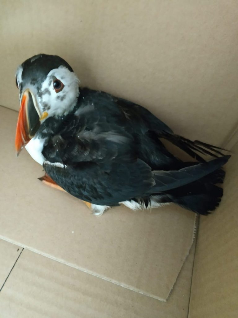 Alertan de que ya hay más de 100 aves afectadas por un vertido de origen desconocido en las costas gallegas