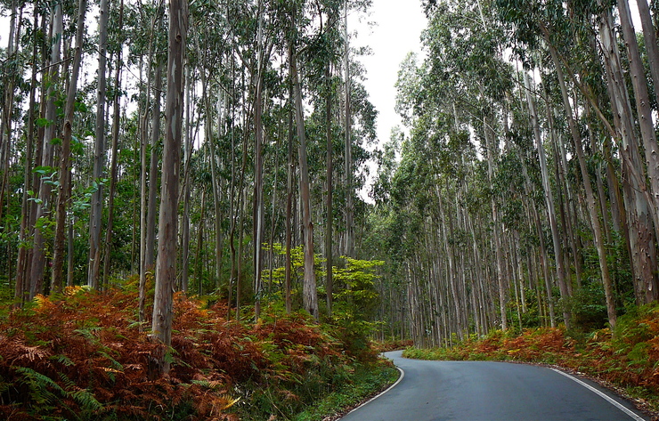 “Las plantaciones de eucaliptos en Galicia se están expandiendo de forma descontrolada, superando con mucho las previsiones”