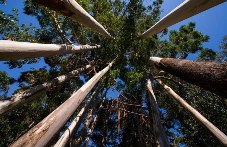 El plan forestal prevé eliminar un 5% de superficie de eucalipto en el año 2040