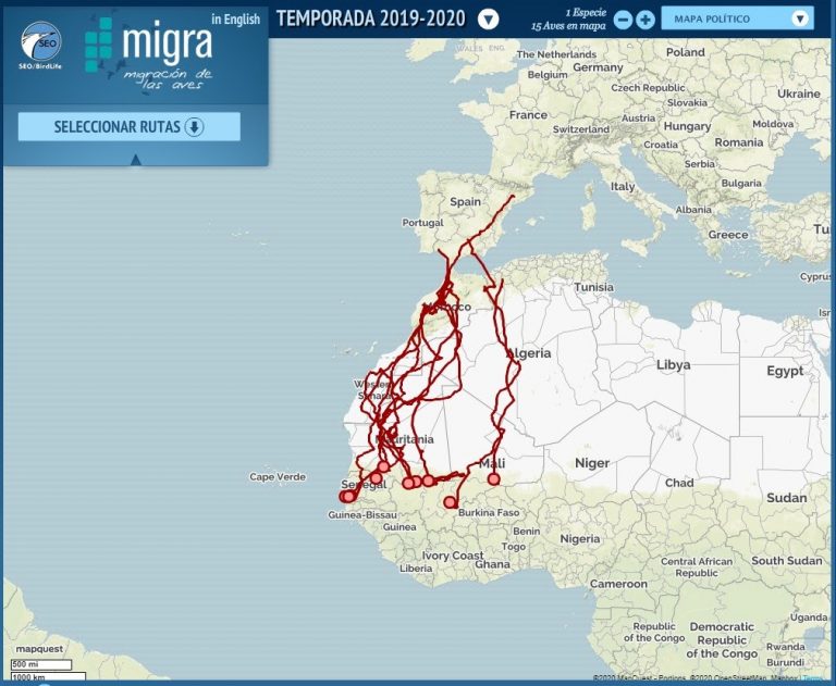 Los aguiluchos cenizos, con presencia en Galicia, regresan a España tras invernar en África