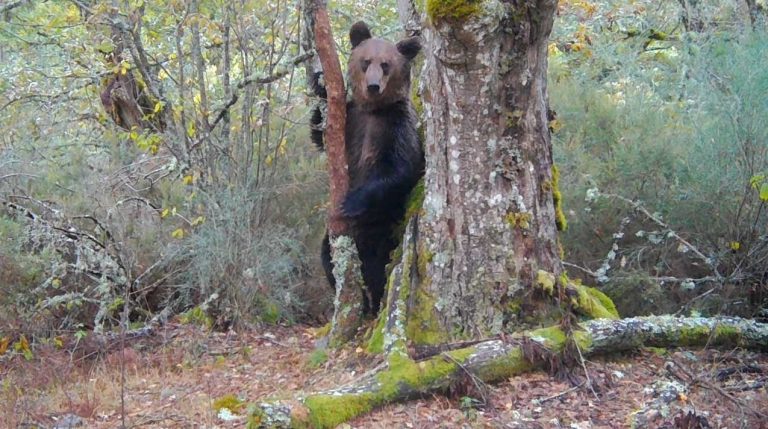 Filmado por primera vez un oso pardo en el Macizo Central Ourensán