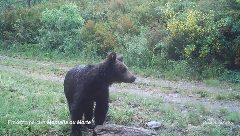 Ecologistas reclaman al Gobierno gallego la «aprobación inmediata» del plan de recuperación del oso pardo