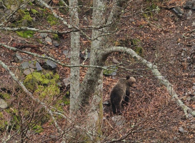 La USC colabora en un proyecto para recuperar la presencia de osos pardo en el Courel