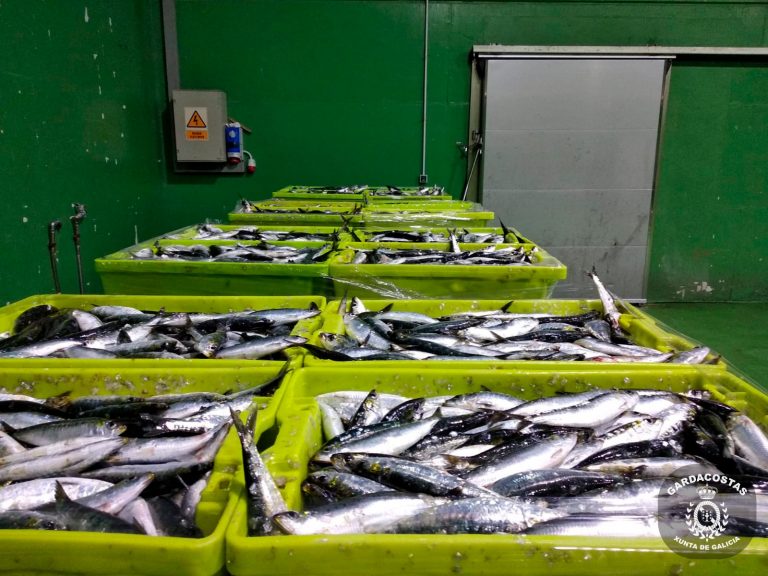 El cerco gallego reclama que «se tengan en cuenta» los estudios sobre ‘stock’ de sardina y se aumente la cuota