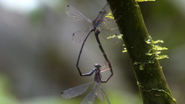Investigadores de Vigo, Brasil y Ecuador descubren una nueva especie de libélula en la selva amazónica