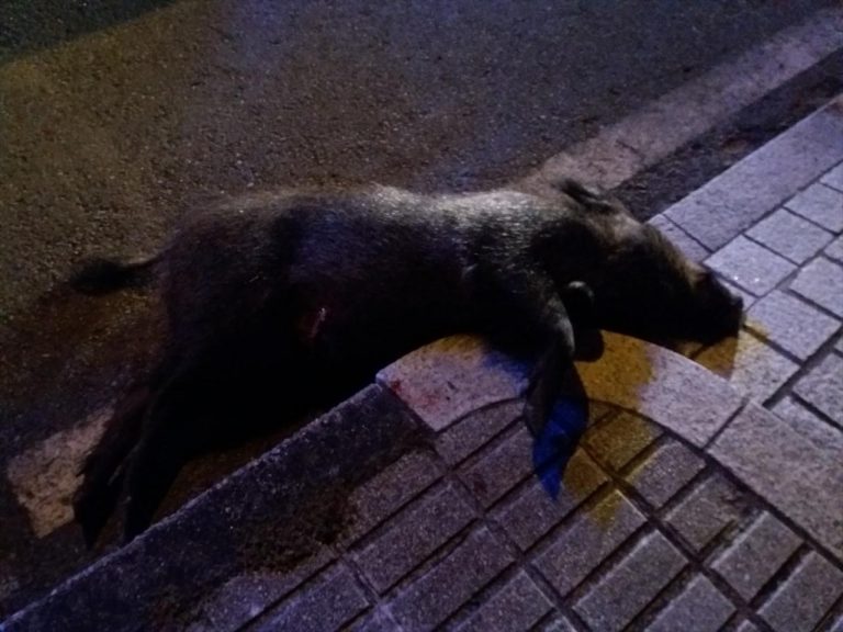 Abatido por la Policía un jabalí que merodeaba por el barrio vigués de Coia y que intentó embestir a los agentes