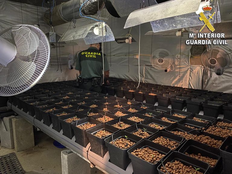 Investigada una pareja por una plantación de marihuana intervenida con 300 plantas en un almacén en Tomiño