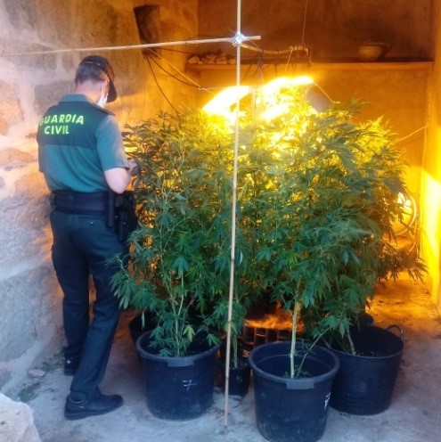 Investigado el sobrino de la dueña de un inmueble por un cultivo de marihuana en un galpón anexo a una vivienda en Arbo