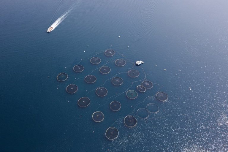 Pesca.- La ría de Pontevedra se mantiene cerrada a la extracción de mejillón mientras reabre un polígono en la de Vigo