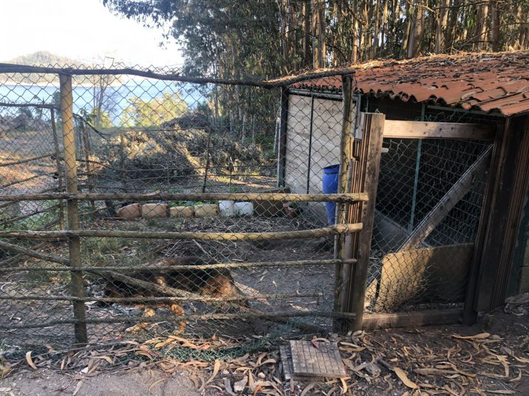 Senderistas localizan un perro encerrado sin agua ni comida en Combarro