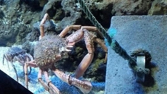 Pesca.- La veda de la centolla y el buey arranca este sábado en las provincias de A Coruña y Pontevedra